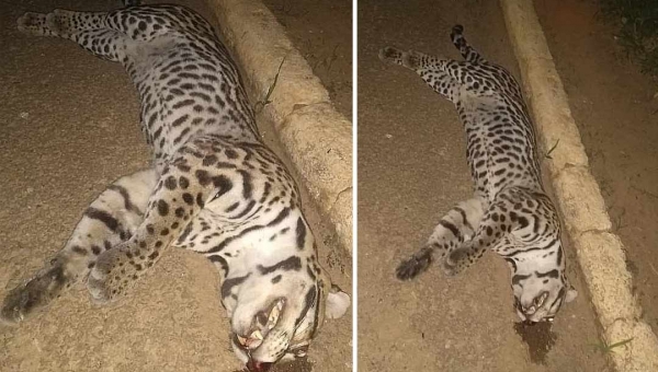 Filhote de onça-pintada é morto atropelado perto da Terceira Ponte em Rio Branco