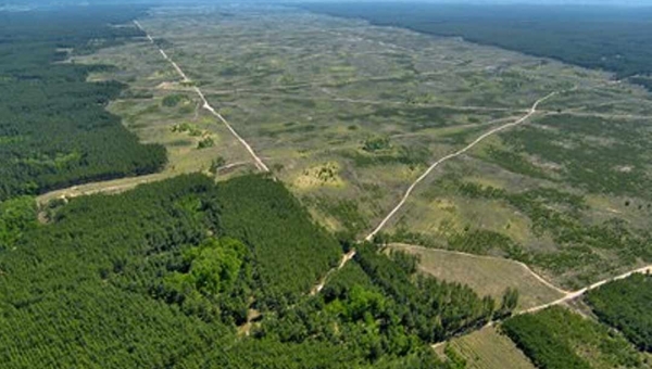 A pedido do MPF, Justiça Federal determina medidas urgentes para conter desmatamento na Amazônia