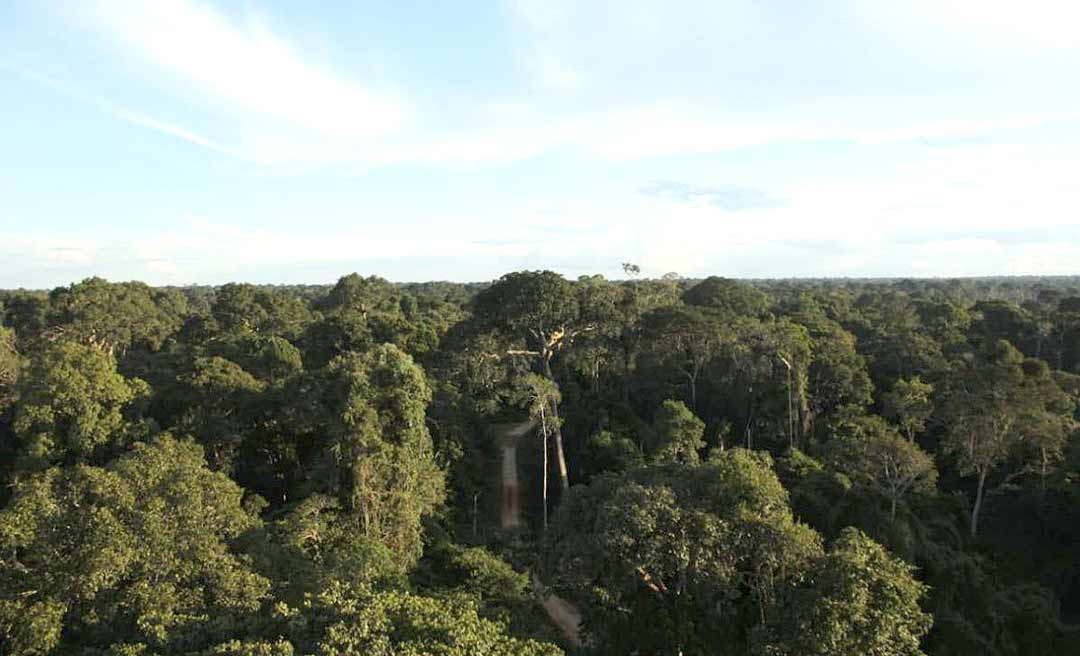 Governo realiza operação na Floresta Estadual do Antimary para combater invasões e desmatamento ilegal