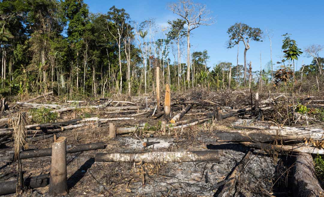 MPF instaura mais de mil ações por desmatamento ilegal na 3ª fase do projeto Amazônia Protege