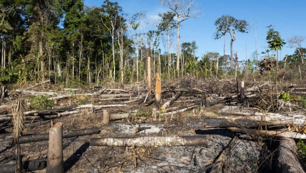 MPF instaura mais de mil ações por desmatamento ilegal na 3ª fase do projeto Amazônia Protege