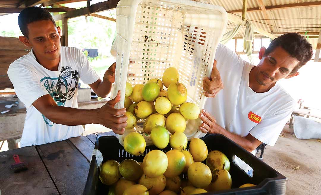 Governo lança programa de compra direta com R$ 7,5 milhões para produtores da agricultura familiar