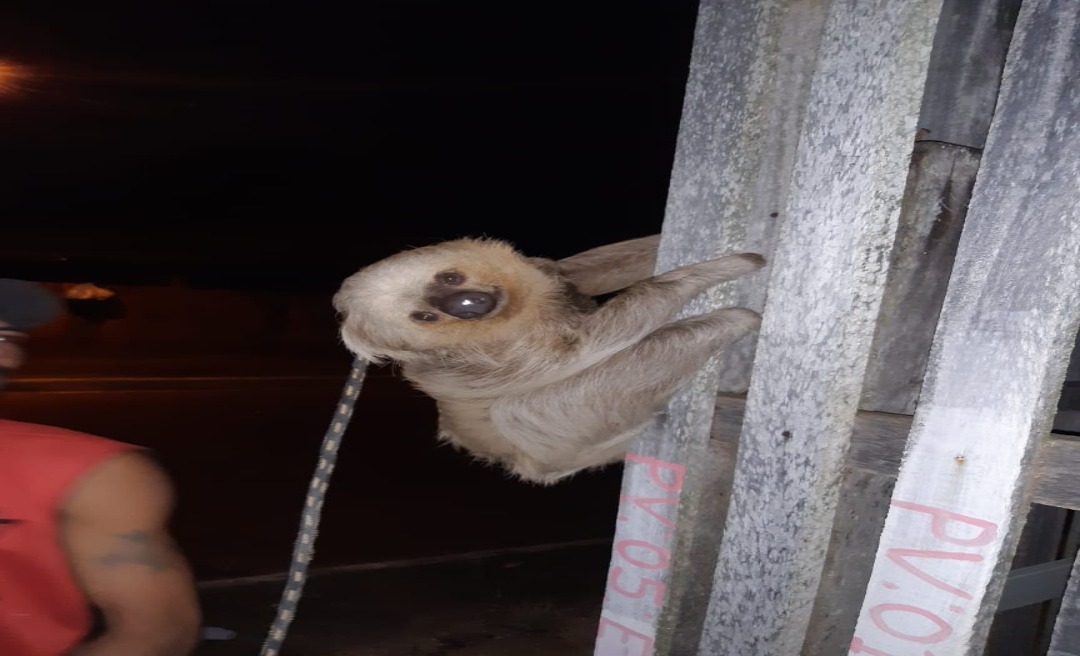 Bicho-preguiça é resgatado pelo Corpo de Bombeiros no Calafate 