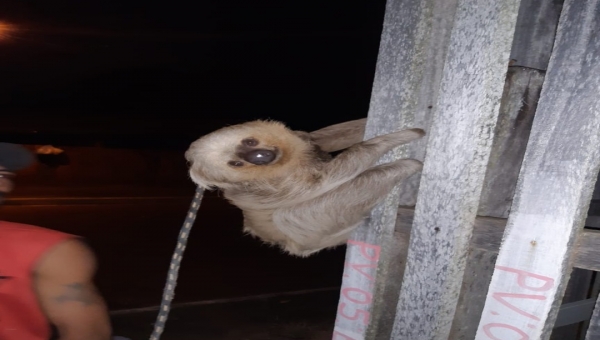 Bicho-preguiça é resgatado pelo Corpo de Bombeiros no Calafate 