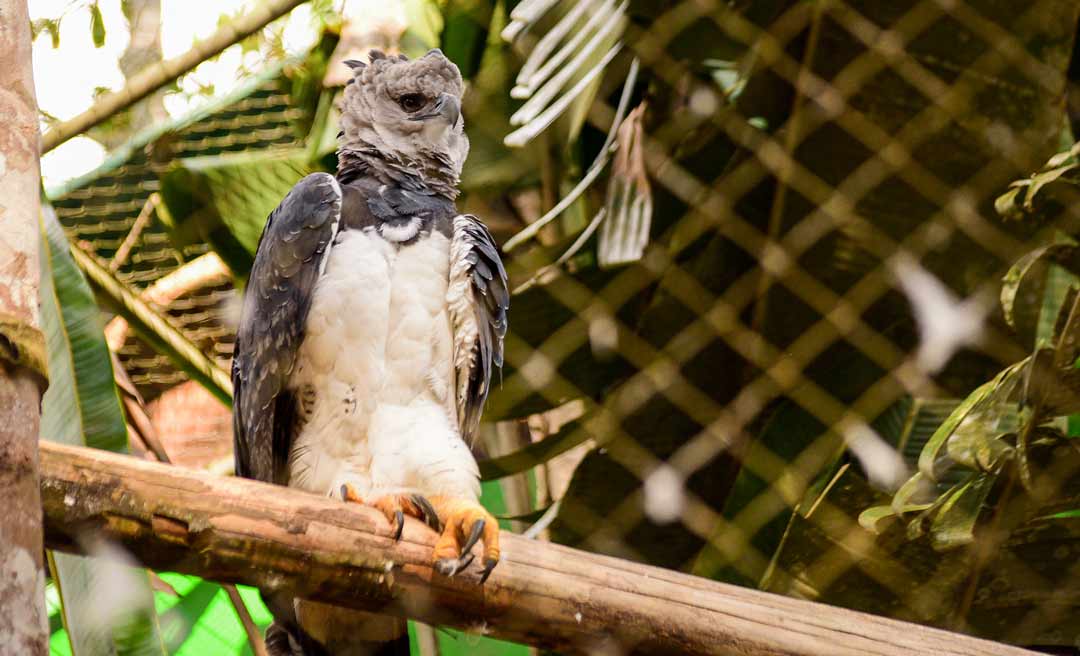 Há três meses fechado para visitação, Parque Chico Mendes mantém rotina de cuidados e redobra atenção com animais