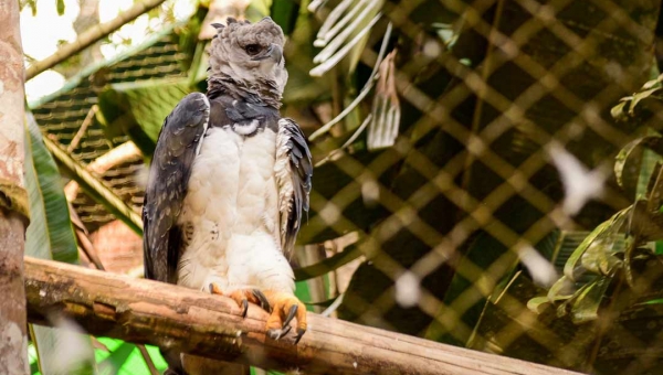 Há três meses fechado para visitação, Parque Chico Mendes mantém rotina de cuidados e redobra atenção com animais