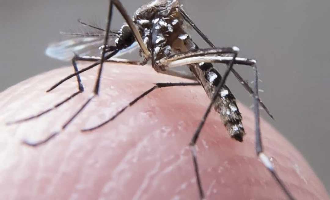 Casos de Dengue apresentam aumento de 858% em 2020 em Cruzeiro do Sul