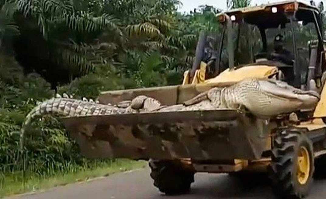 Crocodilo de meia tonelada e 4,5m, conhecido como Demônio, é morto após aterrorizar vilarejos por 50 anos