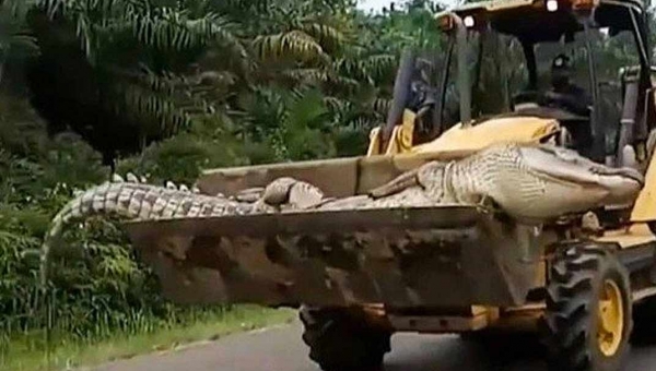 Crocodilo de meia tonelada e 4,5m, conhecido como Demônio, é morto após aterrorizar vilarejos por 50 anos