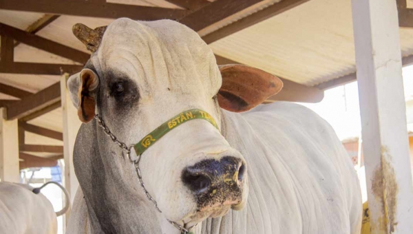 Ministério da Agricultura e Pecuária anuncia o Acre como zona livre de aftosa sem vacinação