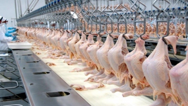 Redução do ICMS do frango vai diminuir preço do produto no Acre, diz Acisa