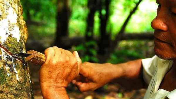 Após entendimento construído na Aleac, PGE concede parecer favorável ao pagamento de subsídio da borracha