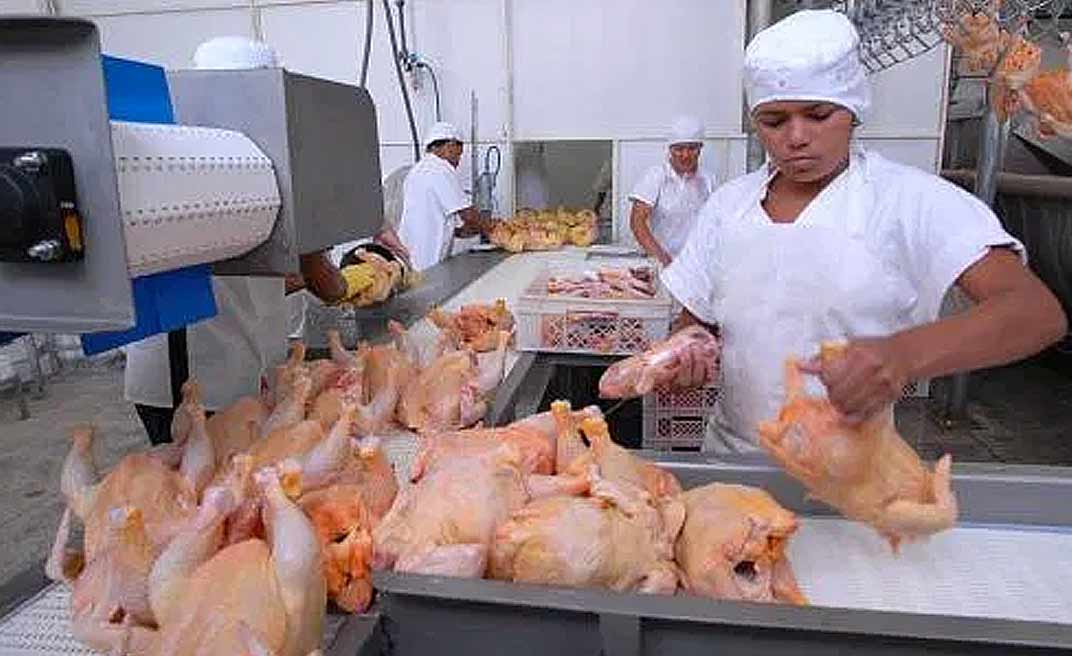 Redução do ICMS do frango trará sérios prejuízos a Acreaves, diz sindicato de Frigoríficos