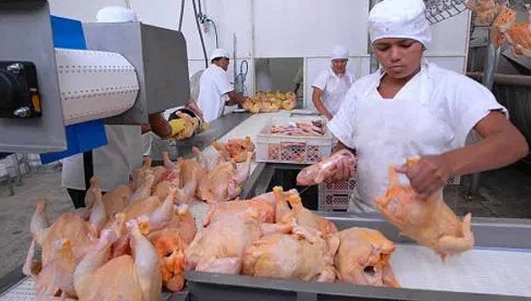 Redução do ICMS do frango trará sérios prejuízos a Acreaves, diz sindicato de Frigoríficos