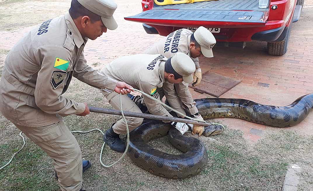 Sucuri de quase seis metros é capturada em Sena Madureira