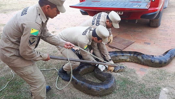 Sucuri de quase seis metros é capturada em Sena Madureira