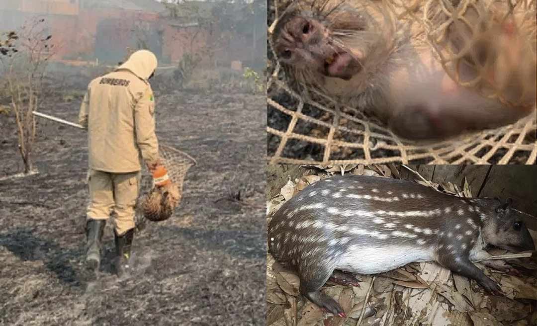 Paca resgatada em incêndio no Acre morre após sofrer queimaduras