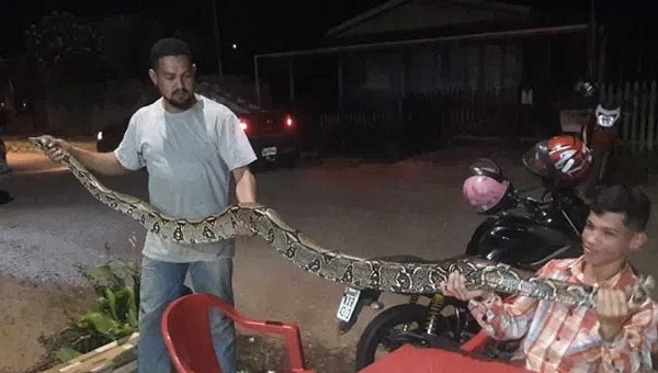 Motorista vê jiboia de 4 metros na BR-317, captura serpente e leva para os bombeiros