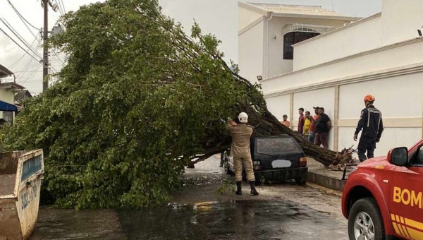 Ventania derruba árvores sobre carro e padaria em Rio Branco nesta terça