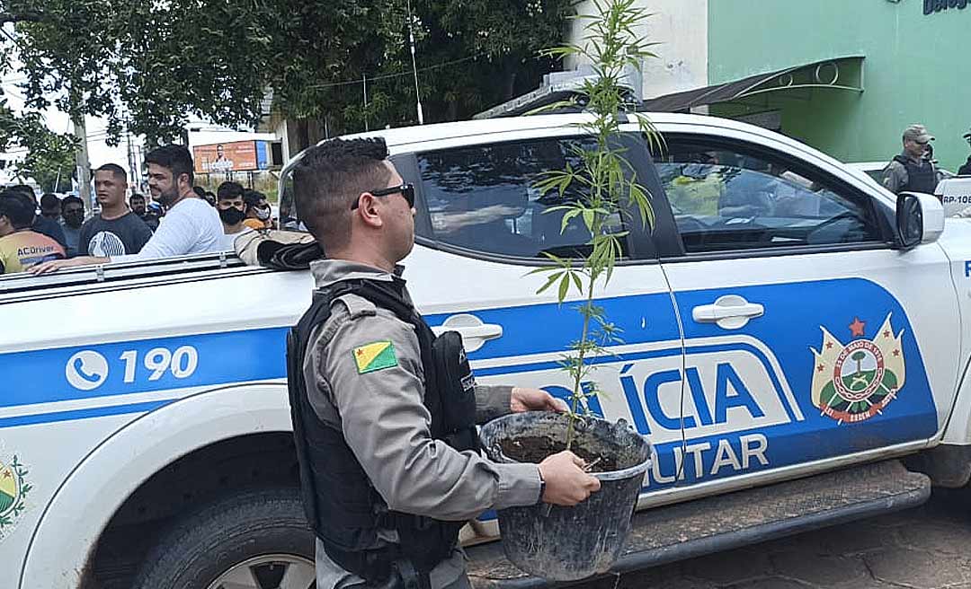 Polícia encontra pé de maconha na casa de sequestradores de motorista de uber, em Rio Branco