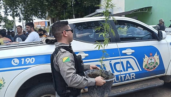 Polícia encontra pé de maconha na casa de sequestradores de motorista de uber, em Rio Branco