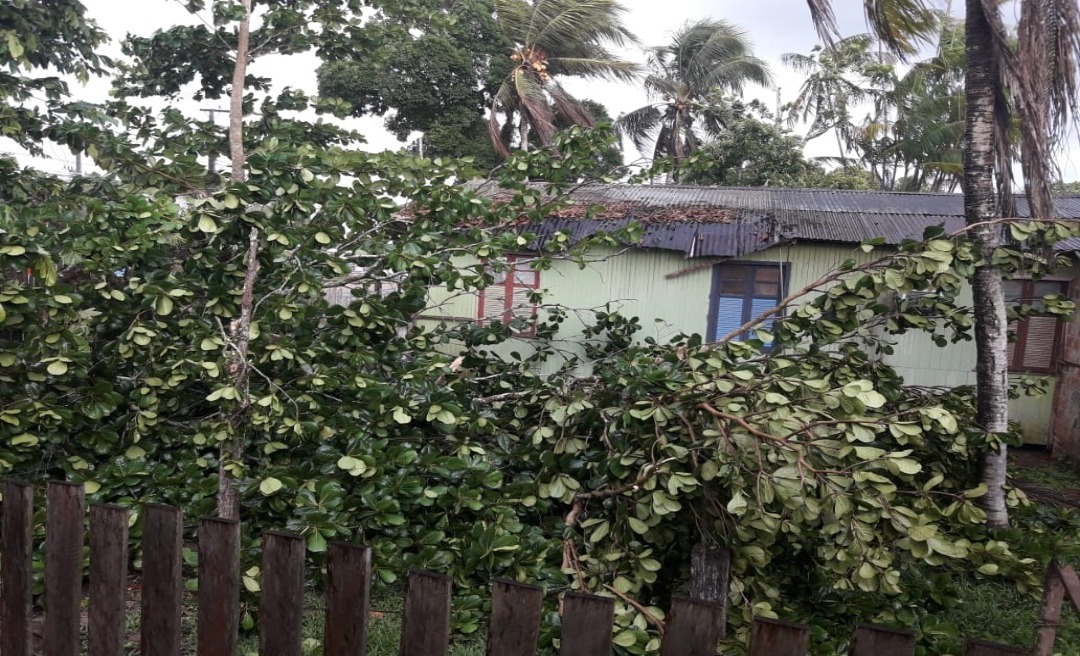 Chuva forte atinge Tarauacá na tarde desta quinta-feira e derruba árvores 