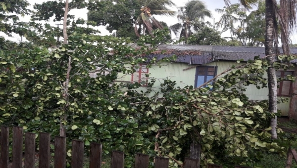 Chuva forte atinge Tarauacá na tarde desta quinta-feira e derruba árvores 