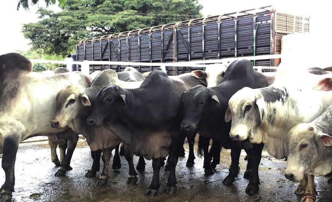 Justiça suspende cobrança de imposto na transferência de gado entre fazendas no Acre e Rondônia