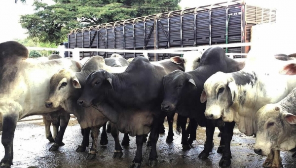 Justiça suspende cobrança de imposto na transferência de gado entre fazendas no Acre e Rondônia