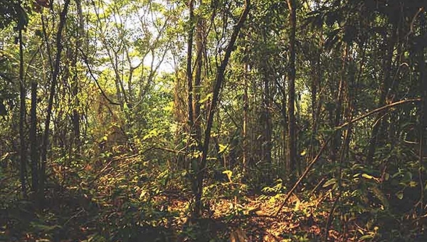 Produtores rurais recebem por mata conservada na Amazônia