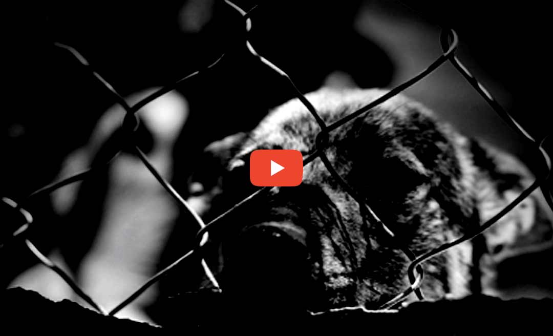 Homem é filmado agredindo cachorro em Cruzeiro do Sul; veja vídeo