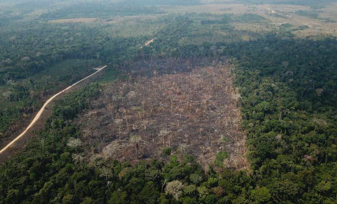 Desmatamento em áreas griladas nas florestas públicas da Amazônia explode em dois anos
