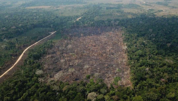 Desmatamento em áreas griladas nas florestas públicas da Amazônia explode em dois anos
