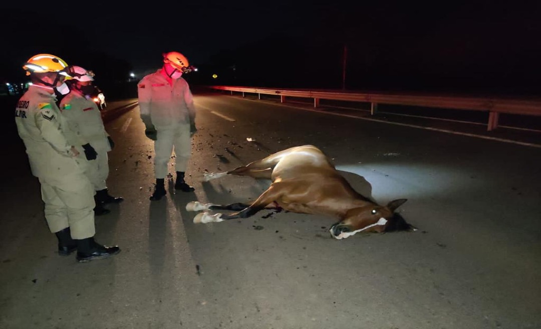 Motociclista atropela e mata  cavalo na BR-364 e acidente interdita rodovia