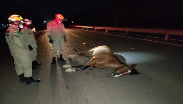 Motociclista atropela e mata  cavalo na BR-364 e acidente interdita rodovia
