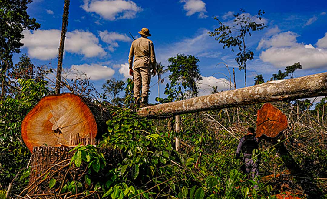 Desmatadores da Amazônia acreana entram na mira da AGU; pedido de bloqueio de bens passa de R$ 1 milhão