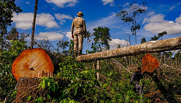 Desmatadores da Amazônia acreana entram na mira da AGU; pedido de bloqueio de bens passa de R$ 1 milhão