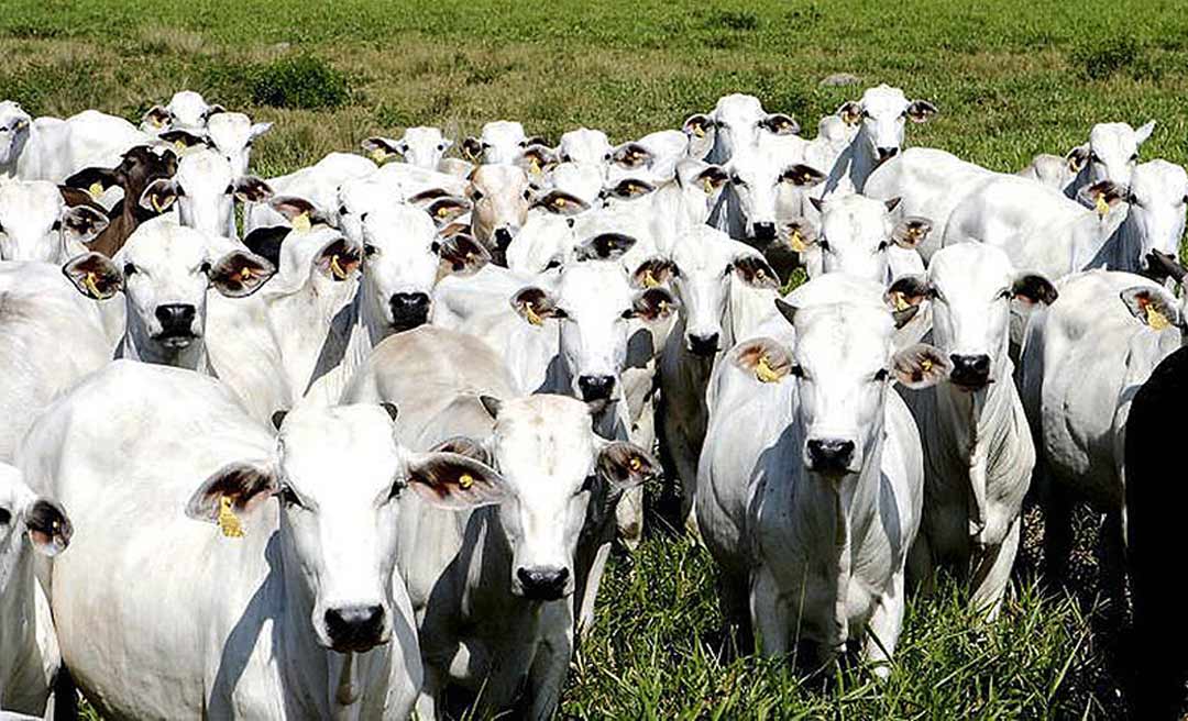 Câmara Criminal nega habeas corpus a colono por receptação de gado 