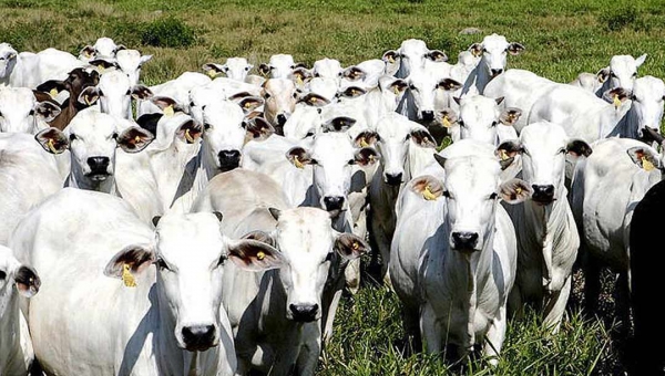 Câmara Criminal nega habeas corpus a colono por receptação de gado 