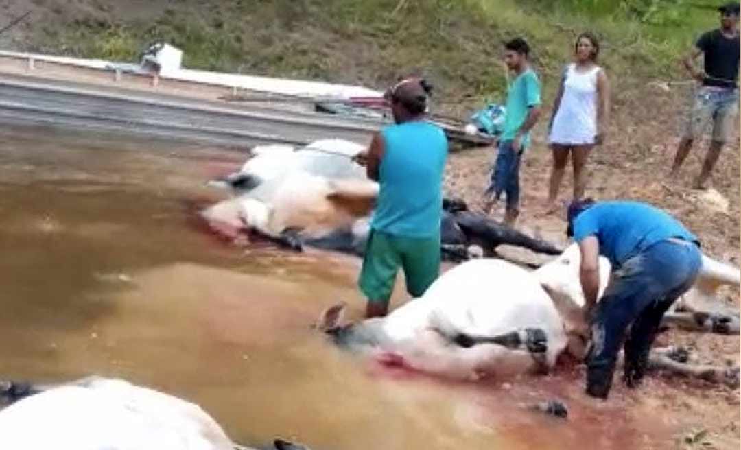 Pelo menos 20 bois morrem afogados em travessia de rio em Porto Acre; assista