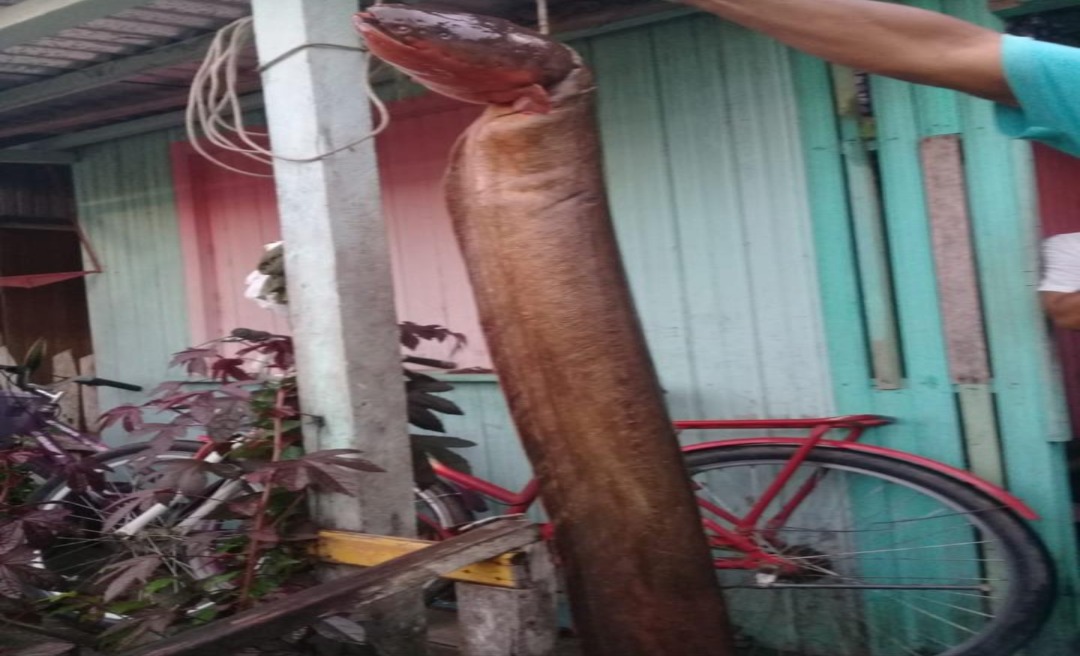 Moradora encontra peixe elétrico em rua alagada de Tarauacá e alerta para o risco de acidentes 