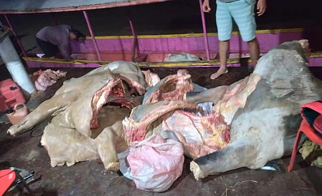 Quadrilha de "Chupa-cabras", que roubava gado no interior do Acre, é presa pela PM