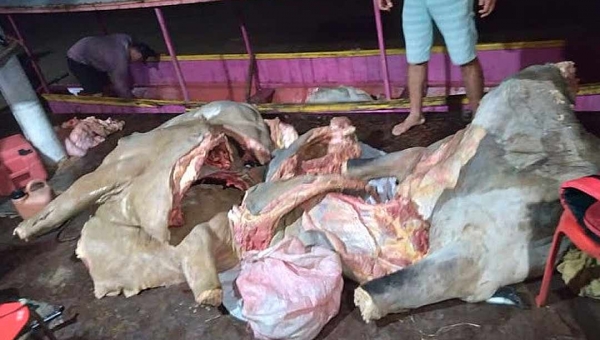 Quadrilha de "Chupa-cabras", que roubava gado no interior do Acre, é presa pela PM