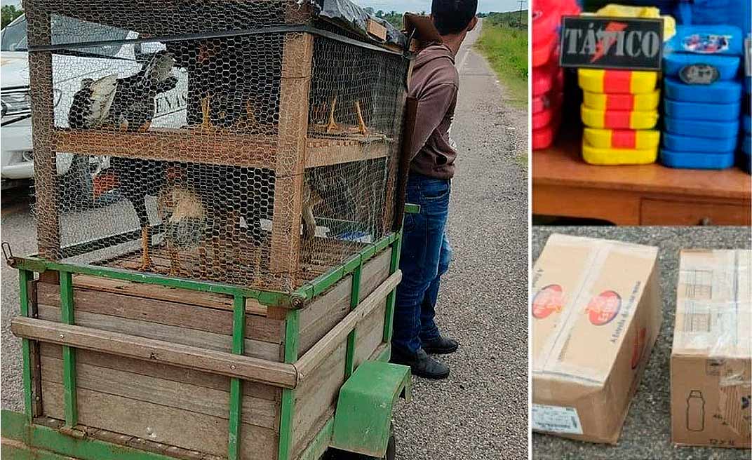 No Acre, polícia encontra quase 60 quilos de cocaína escondidos embaixo de galinheiro
