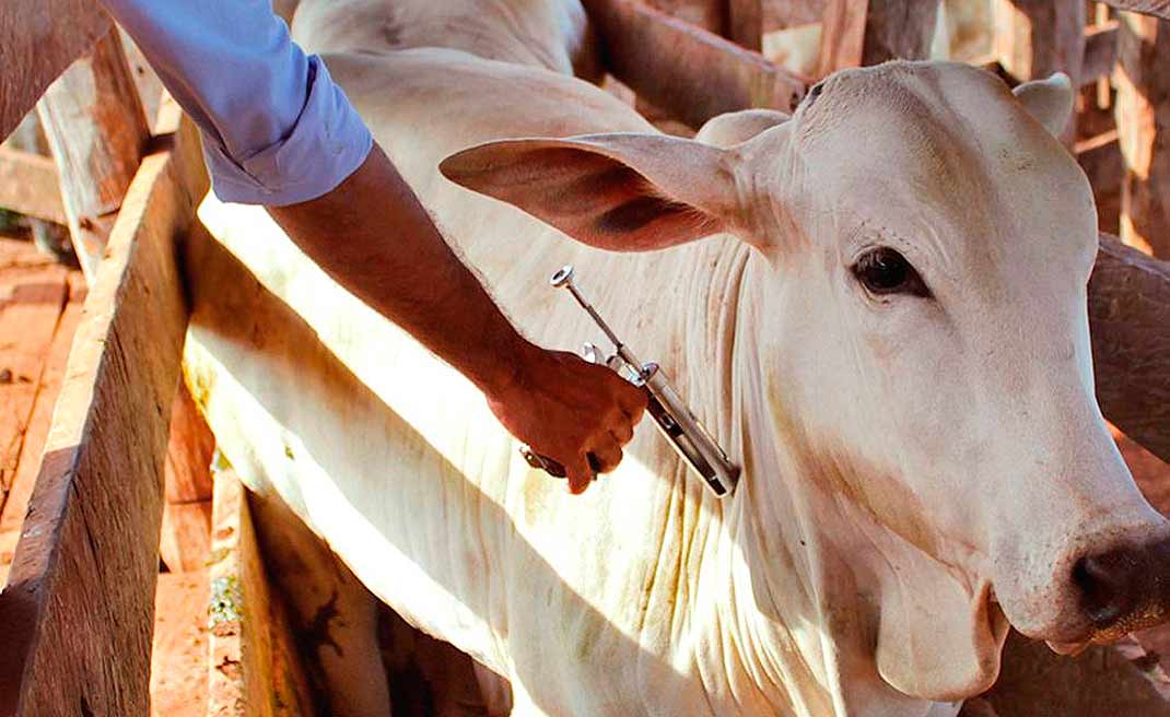 Organização internacional trabalha para reconhecer o Acre como zona livre de aftosa sem vacinação