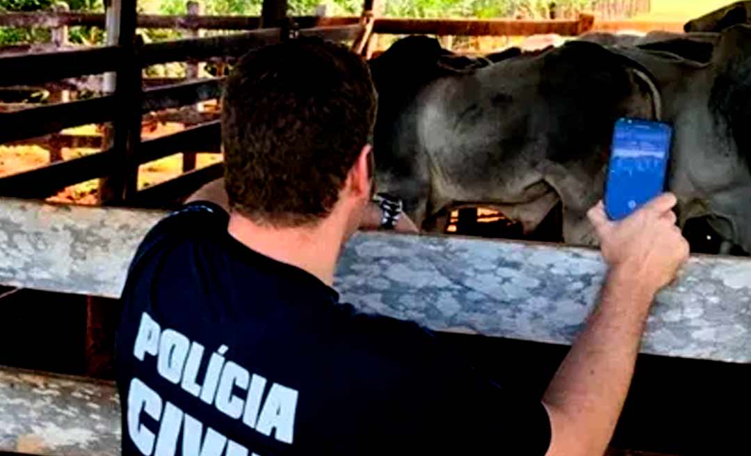 Policia prende nove pessoas envolvidas em roubo de gado e uso de Guia de Transporte de Animal falsa