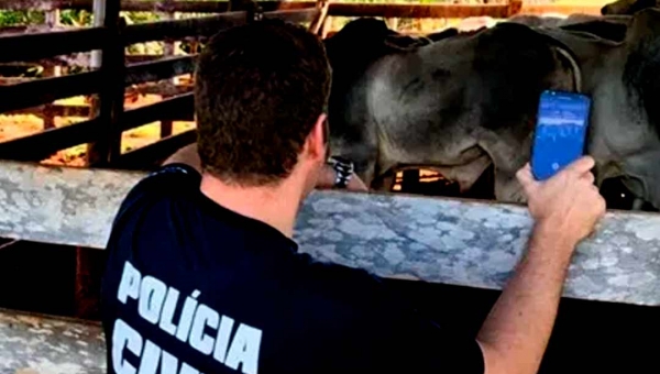 Policia prende nove pessoas envolvidas em roubo de gado e uso de Guia de Transporte de Animal falsa