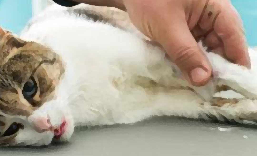 Veterinária é condenada a pagar indenização por negligência após morte de gata de estimação de uma cliente