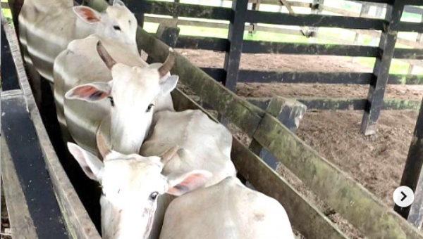 Polícia Civil em Feijó recupera gado roubado que iria cair nas mãos dos "chupa-cabras"