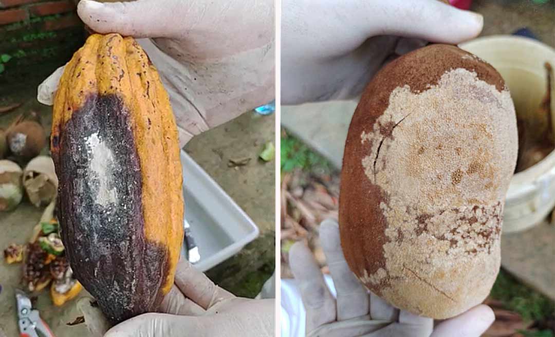 Foco de praga que atinge cultivo de cacau e cupuaçu é detectado no Acre